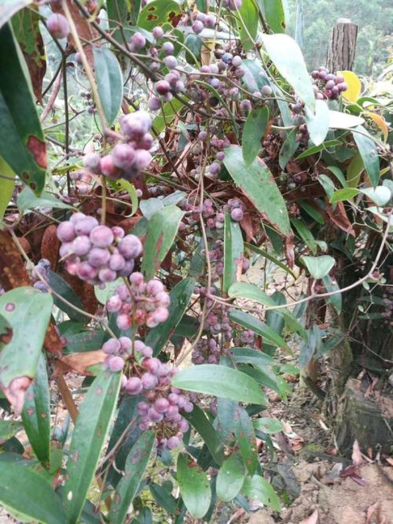 野生土茯苓种子