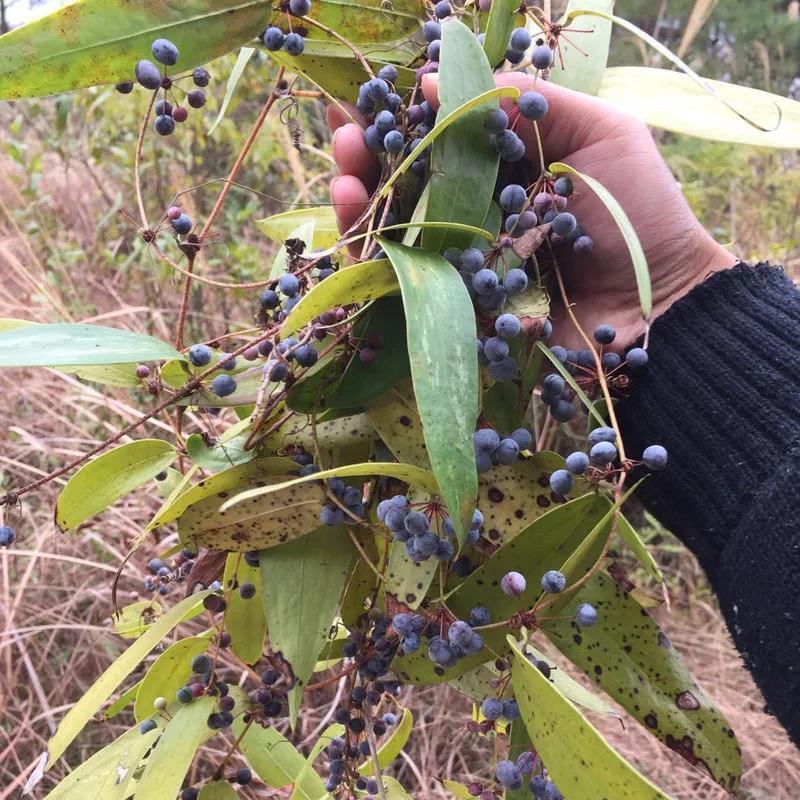 野生土茯苓种子