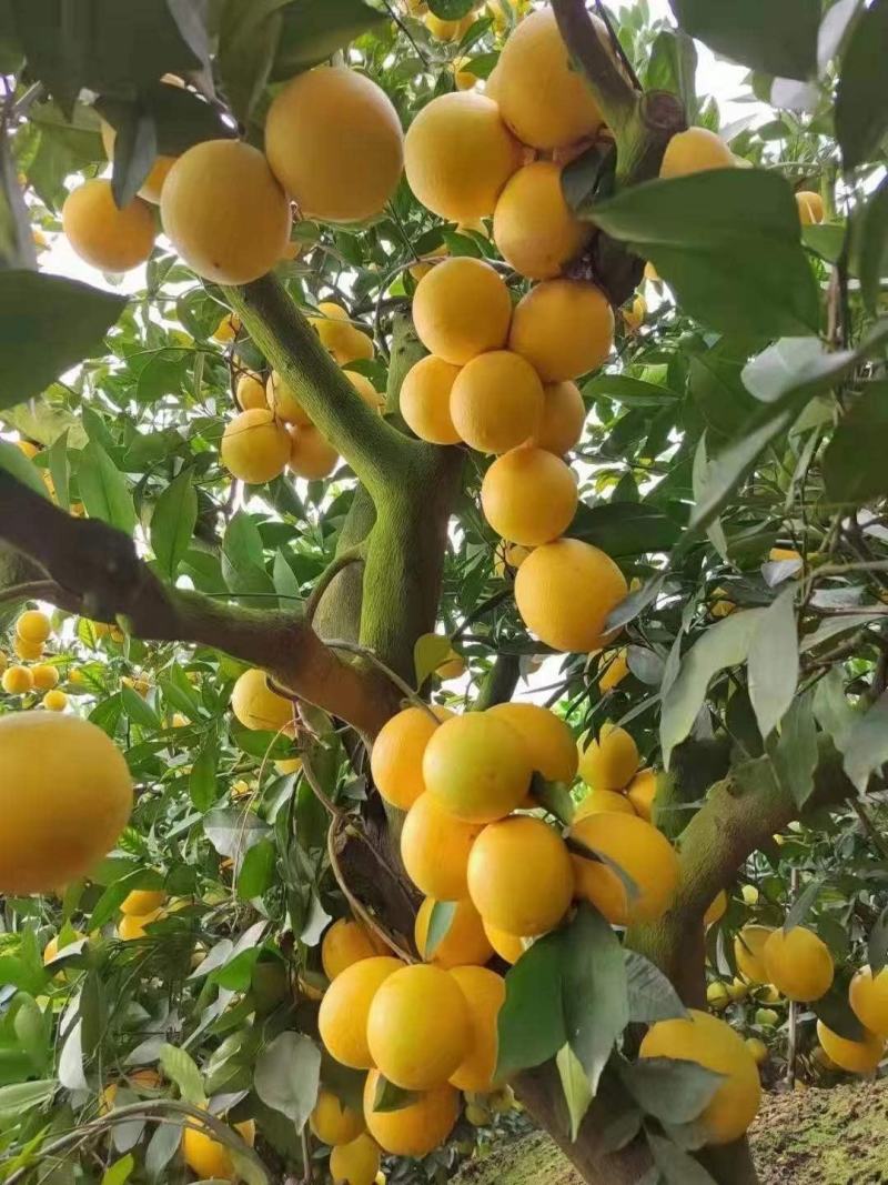 褚橙