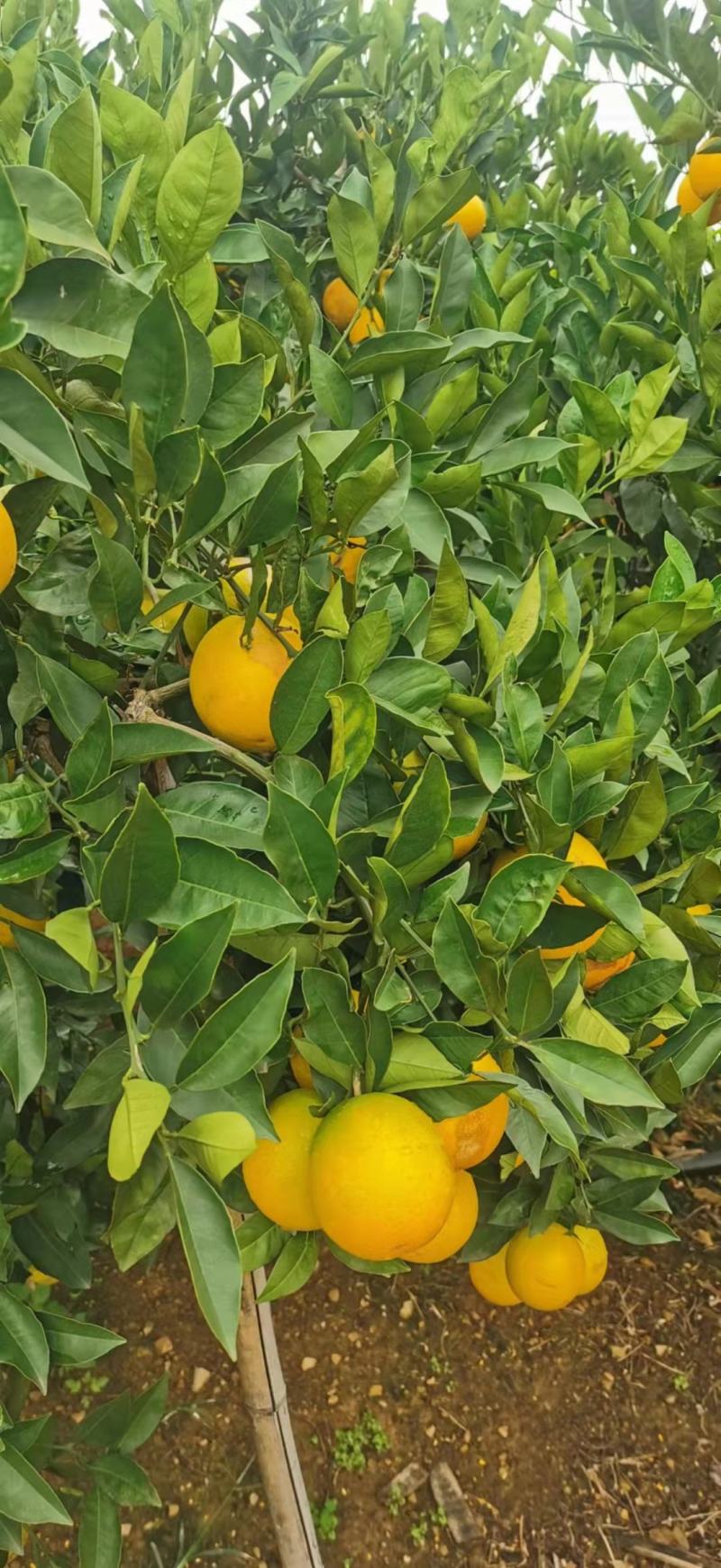 褚橙
