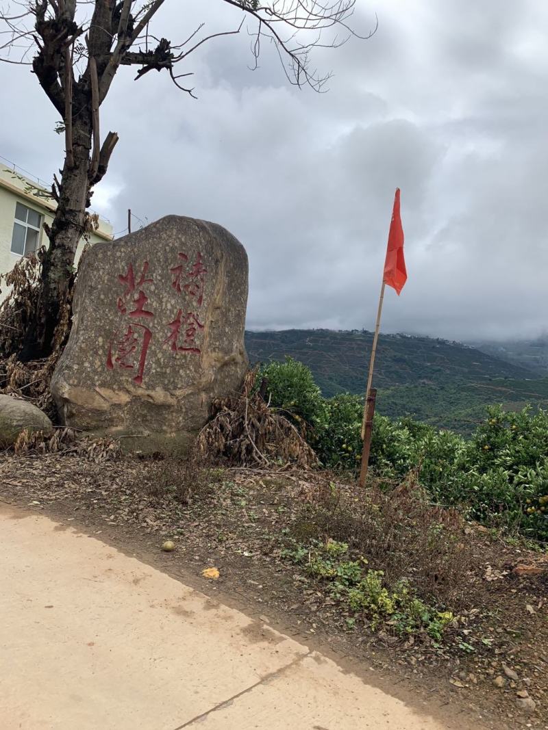 褚橙