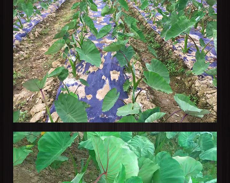图中展示香芋植株与普通芋头植株的对比,帮助读者直观了解两者在外观上的差异 香芋植物与普通芋头对比图