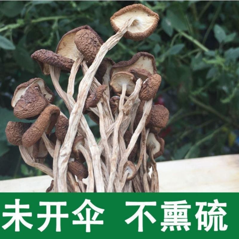 福建特产新鲜鲜嫩古田不开伞茶树菇干货煲汤菌包农家产地直供