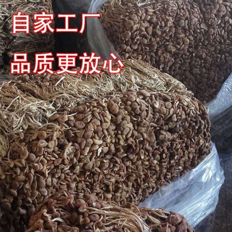 福建特产新鲜鲜嫩古田不开伞茶树菇干货煲汤菌包农家产地直供