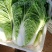 【精品】黄心白菜大白菜大量上市周期长品质好无烧心烂心菜！