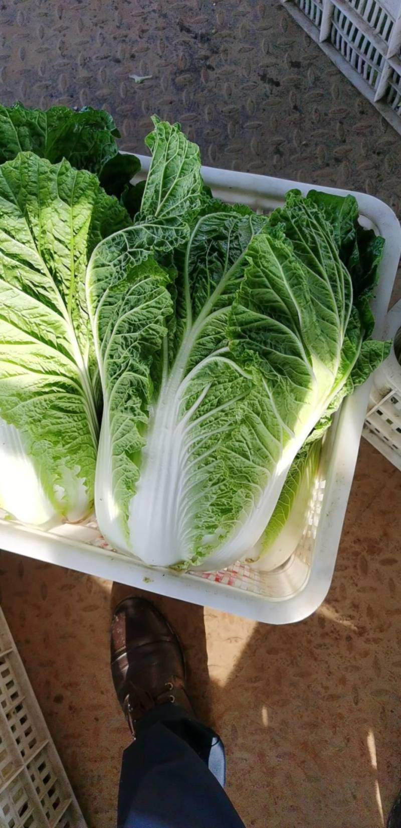 【精品】黄心白菜大白菜大量上市周期长品质好无烧心烂心菜！