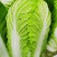 【精品】黄心白菜大白菜大量上市周期长品质好无烧心烂心菜！