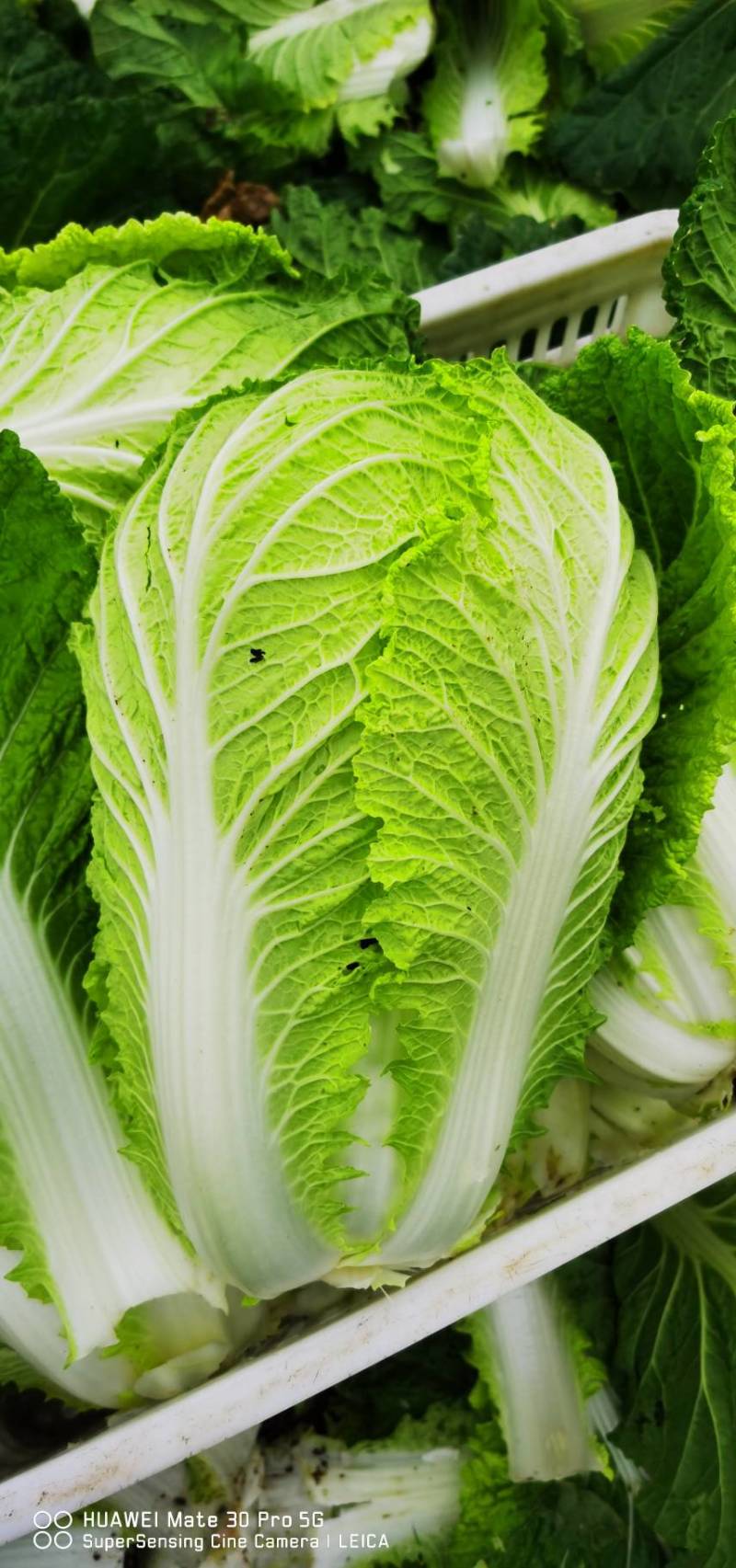 【精品】黄心白菜大白菜大量上市周期长品质好无烧心烂心菜！