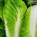 【精品】黄心白菜大白菜大量上市周期长品质好无烧心烂心菜！
