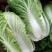 【精品】黄心白菜大白菜大量上市周期长品质好无烧心烂心菜！