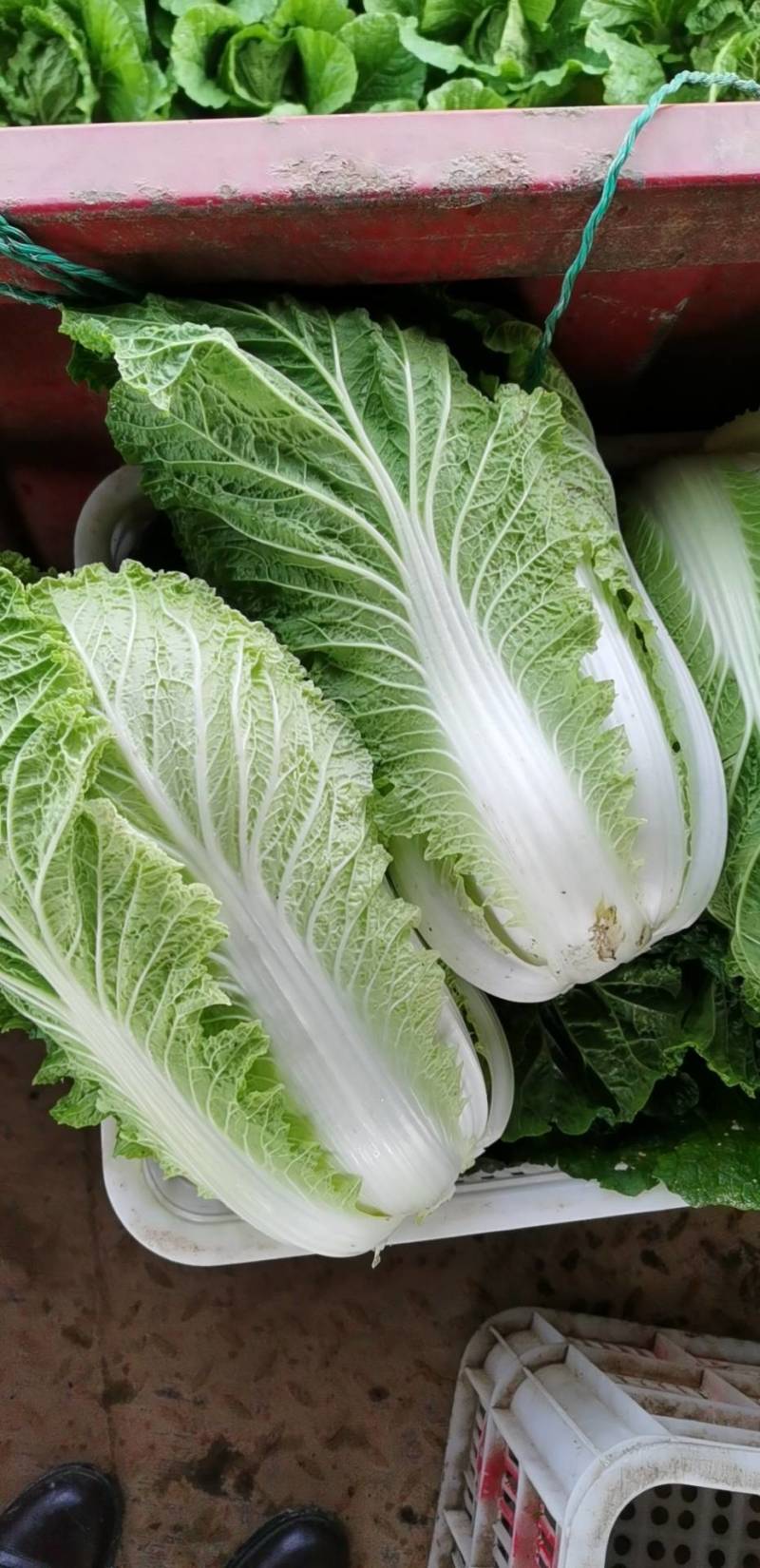 【精品】黄心白菜大白菜大量上市周期长品质好无烧心烂心菜！