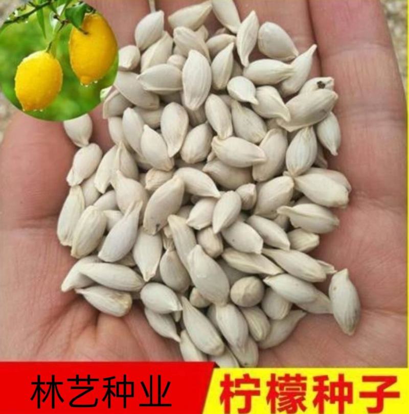 柠檬种子林木种籽国产散装四季多年生工程绿化观叶种孑