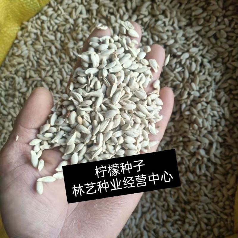 柠檬种子林木种籽国产散装四季多年生工程绿化观叶种孑