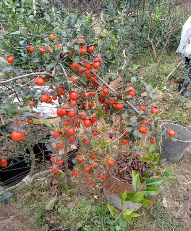 新采金弹子种子鸡血红老鸦柿种子梨形葫芦果灯泡型盆景盆栽