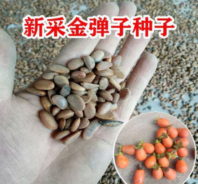 新采金弹子种子鸡血红老鸦柿种子梨形葫芦果灯泡型盆景盆栽