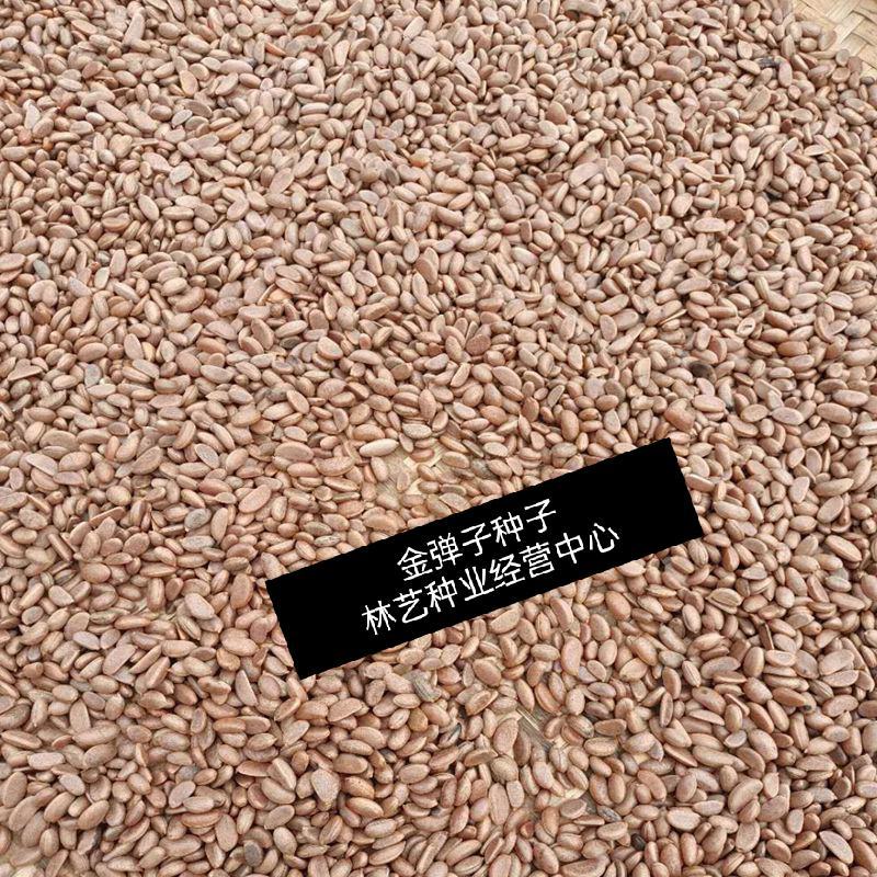 新采金弹子种子鸡血红老鸦柿种子梨形葫芦果灯泡型盆景盆栽