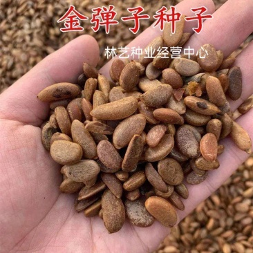 新采金弹子种子鸡血红老鸦柿种子梨形葫芦果灯泡型盆景盆栽