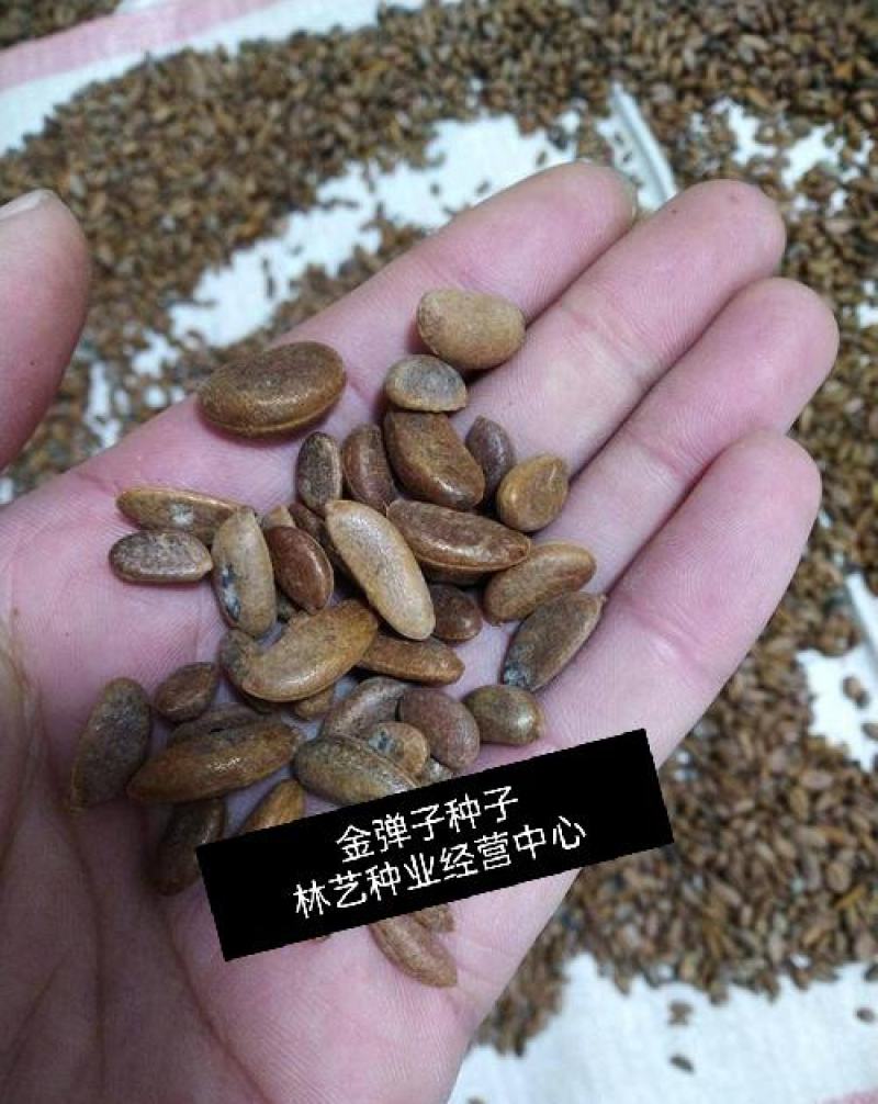 新采金弹子种子鸡血红老鸦柿种子梨形葫芦果灯泡型盆景盆栽