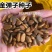 新采金弹子种子鸡血红老鸦柿种子梨形葫芦果灯泡型盆景盆栽