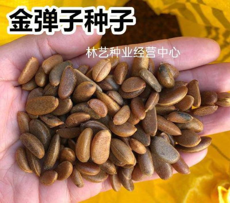 新采金弹子种子鸡血红老鸦柿种子梨形葫芦果灯泡型盆景盆栽