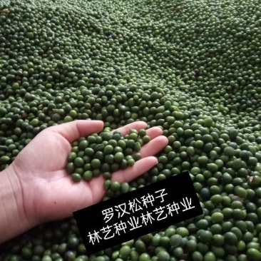 新采罗汉松树种子雀舌罗汉松大叶小叶红芽台湾日本珍珠罗汉松