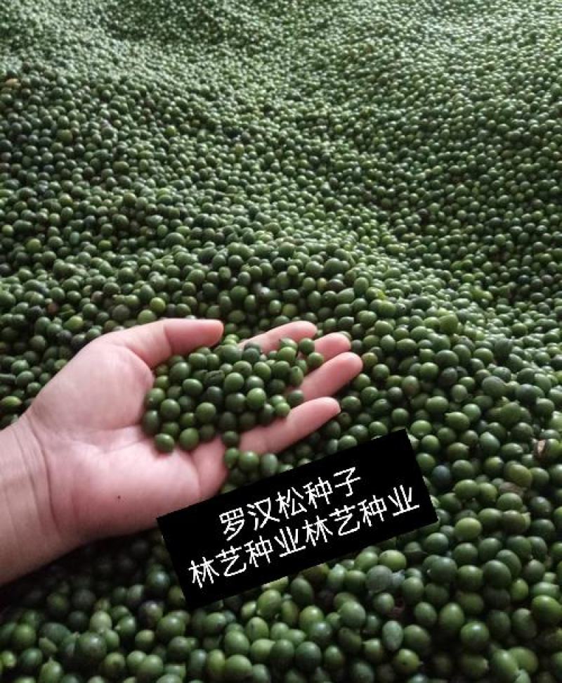 新采罗汉松树种子雀舌罗汉松大叶小叶红芽台湾日本珍珠罗汉松