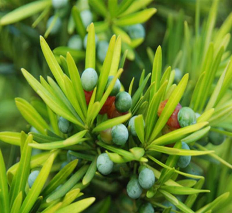 新采罗汉松树种子雀舌罗汉松大叶小叶红芽台湾日本珍珠罗汉松