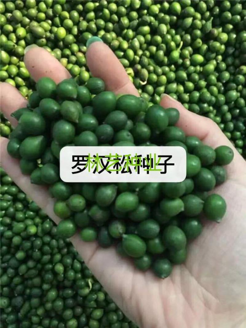 新采罗汉松树种子雀舌罗汉松大叶小叶红芽台湾日本珍珠罗汉松