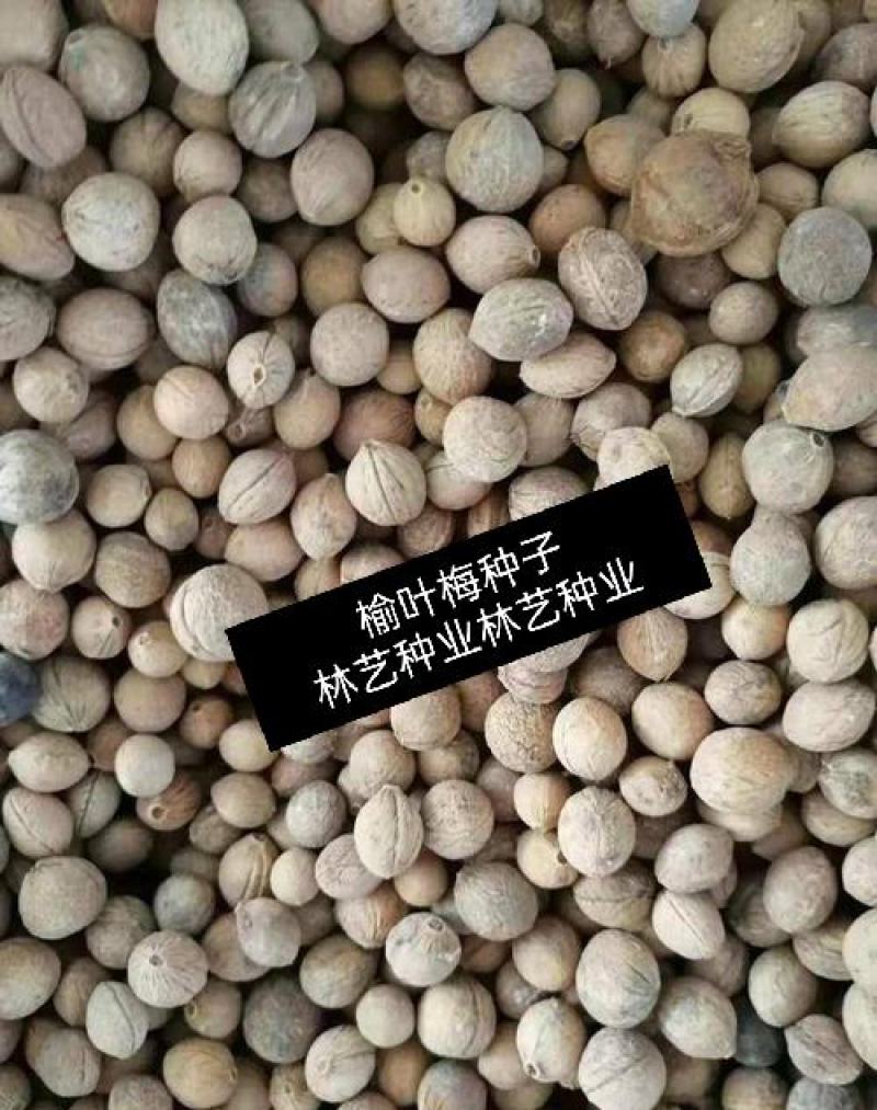精选当季新采榆叶梅种子小桃红榆叶鸾枝种子绿化林木苗木种子