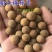 精选当季新采榆叶梅种子小桃红榆叶鸾枝种子绿化林木苗木种子