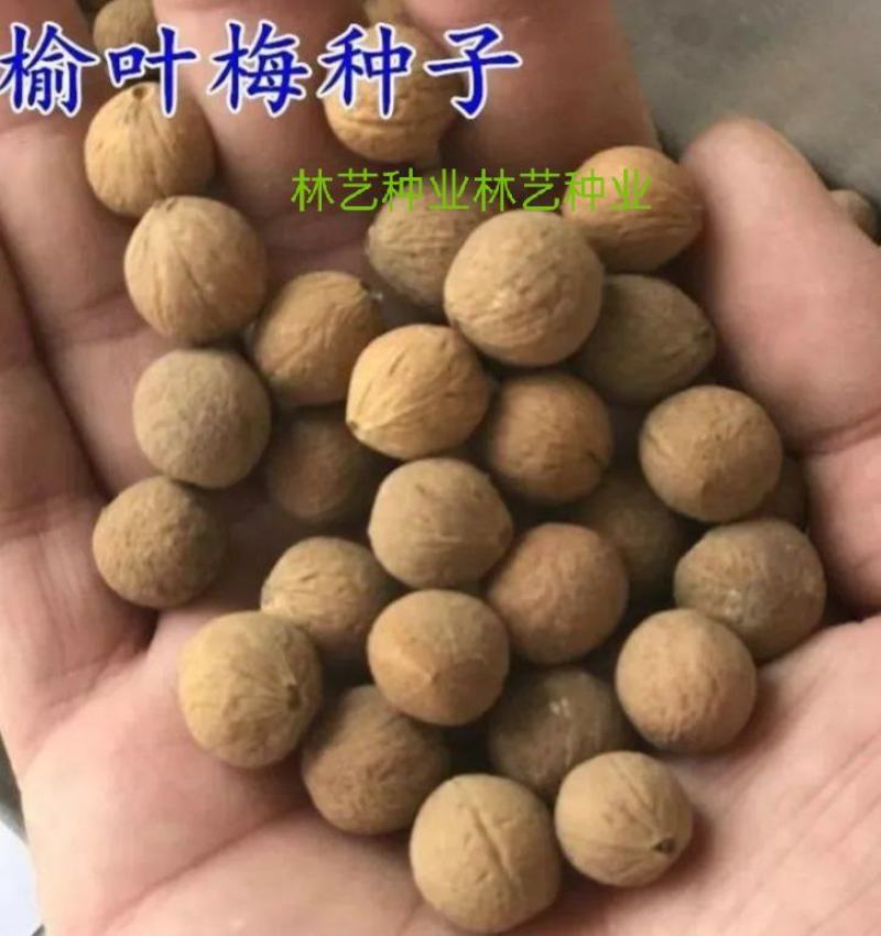 精选当季新采榆叶梅种子小桃红榆叶鸾枝种子绿化林木苗木种子