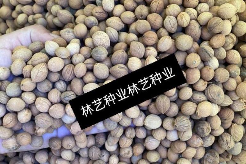 精选当季新采榆叶梅种子小桃红榆叶鸾枝种子绿化林木苗木种子