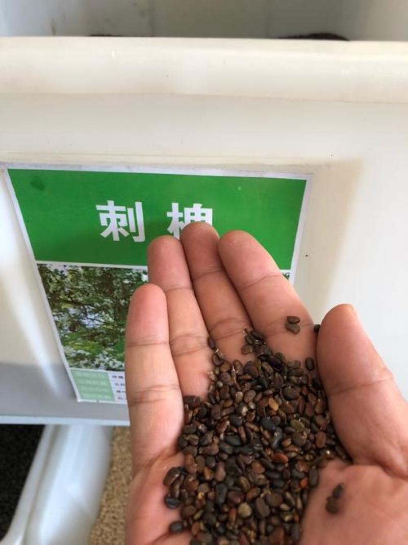 刺槐种子速生洋槐树种籽园林绿化行道树苗木灌木林木乔木蜜源