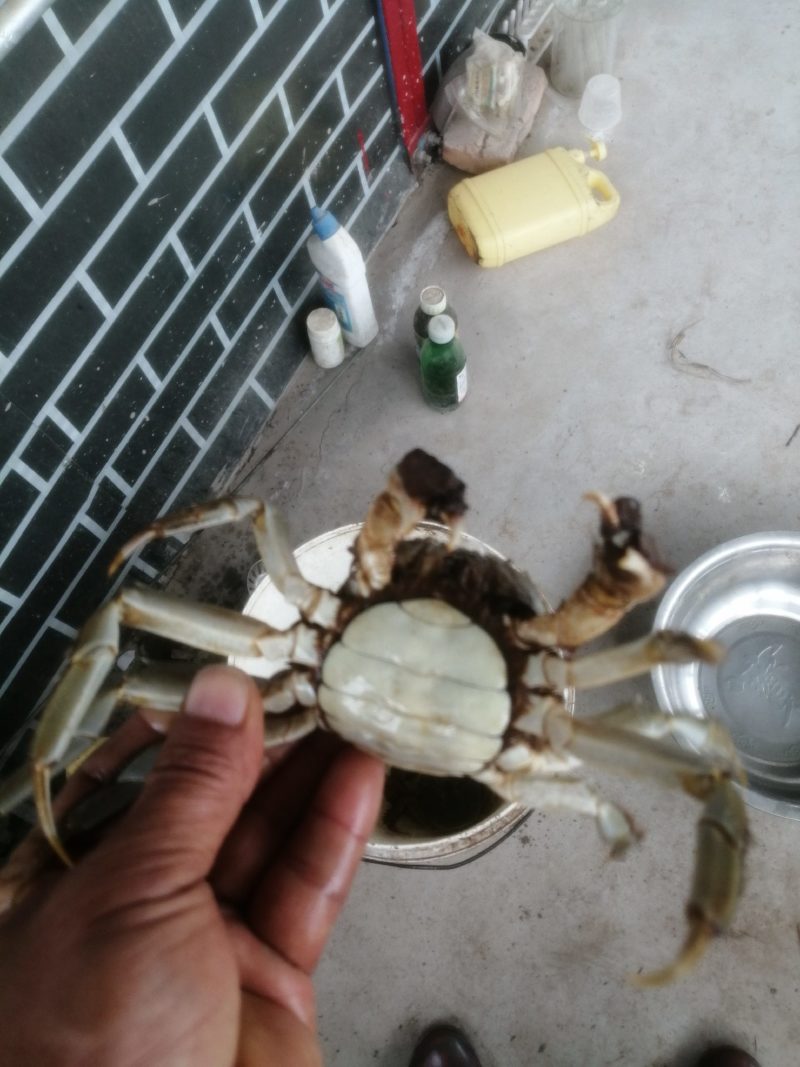 大量批发大闸蟹
