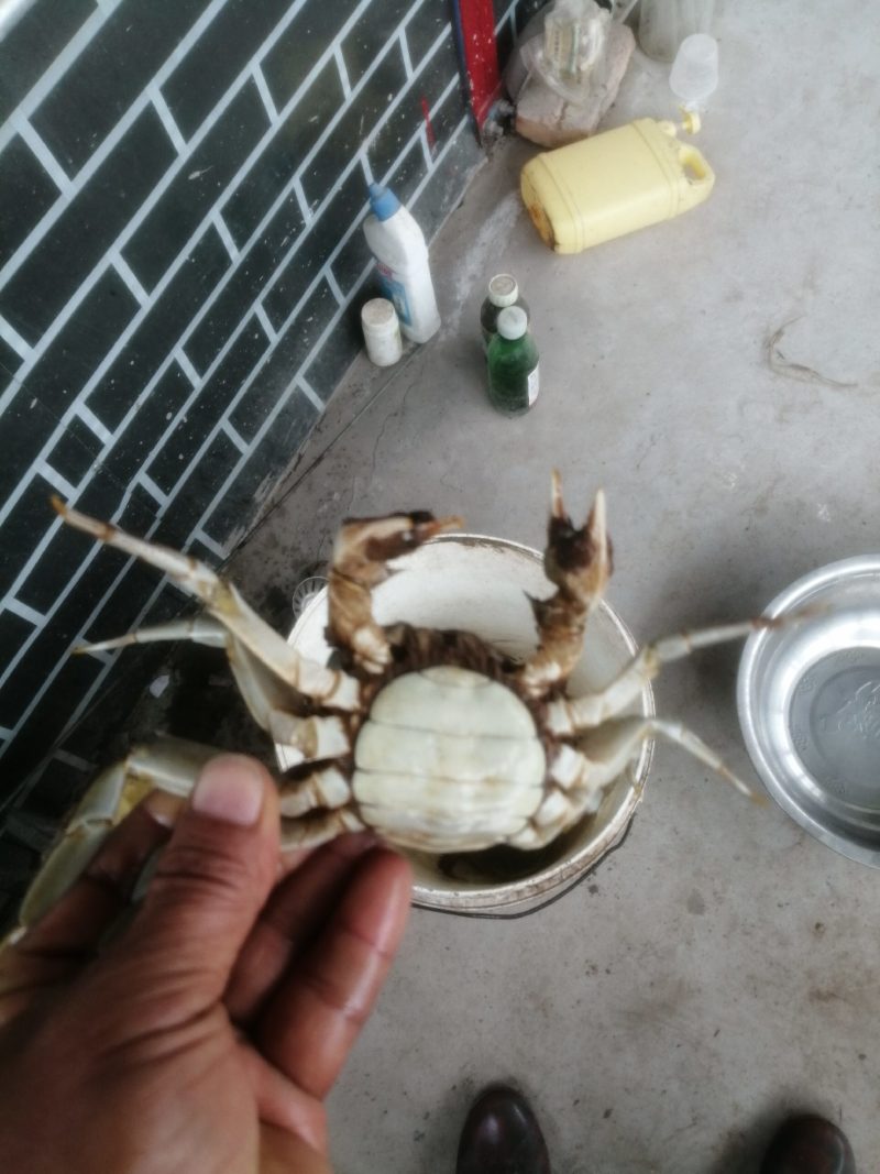 大量批发大闸蟹