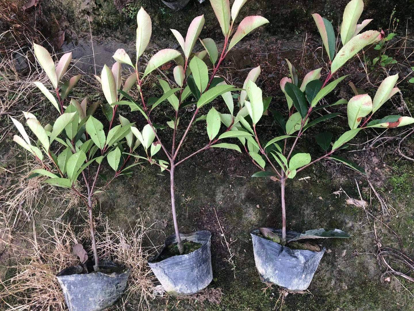 鱼腥草主产区分布与消费偏好地图