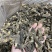 羊肚菌