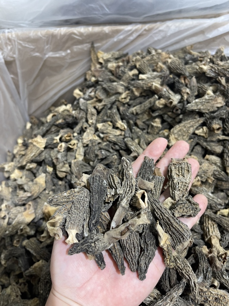 羊肚菌