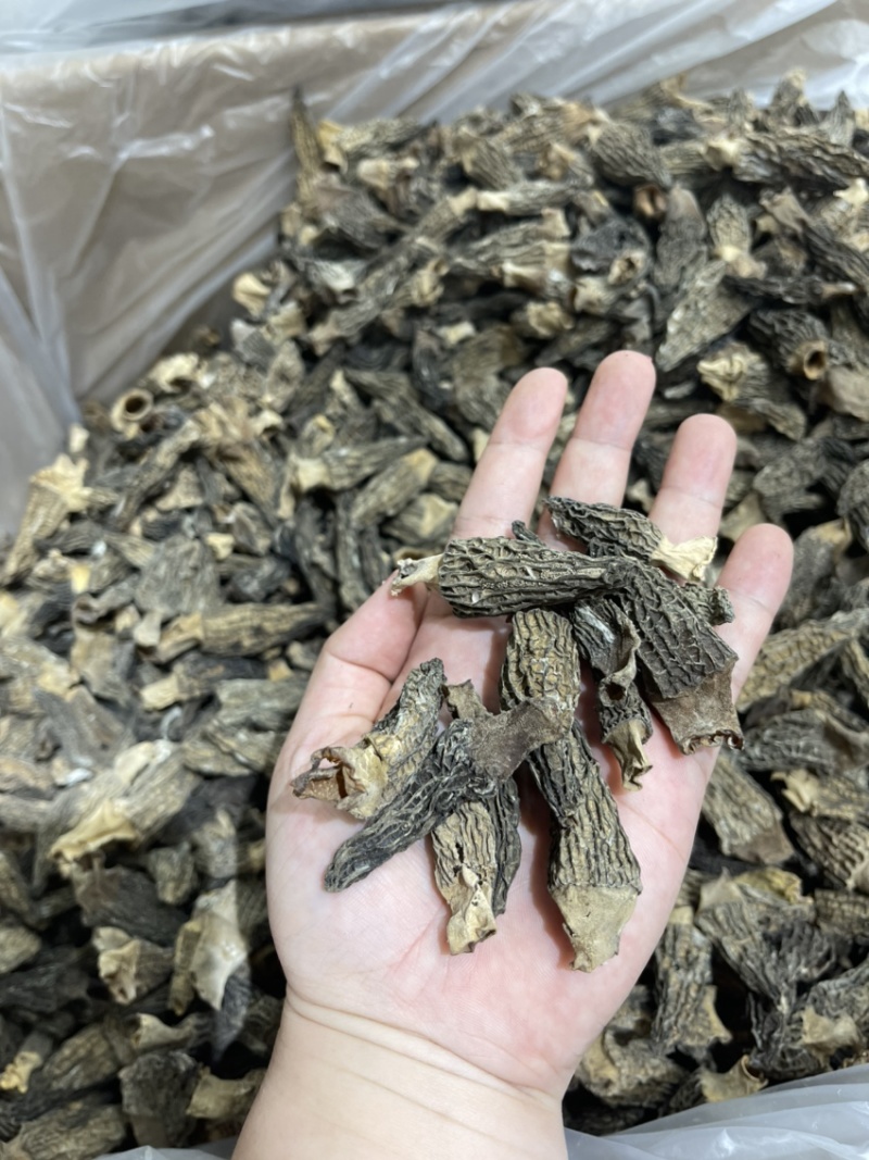 羊肚菌