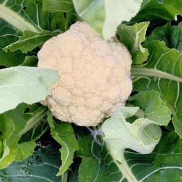 贵州安顺白花菜大量优先基地一手货源优先全国发货需要的联系