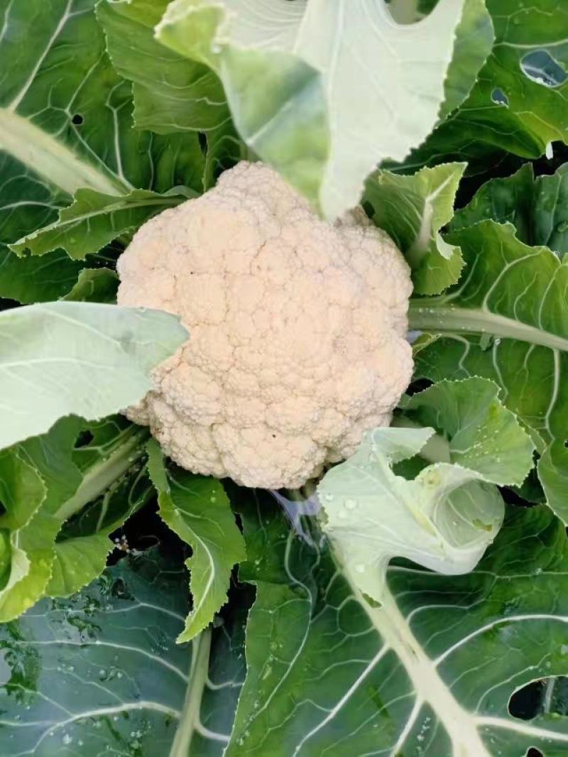 贵州安顺白花菜大量优先基地一手货源优先全国发货需要的联系