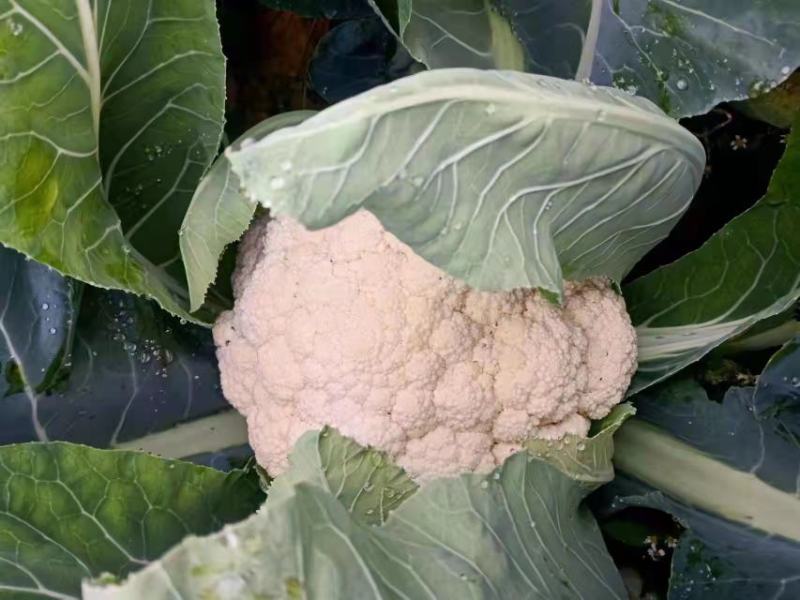 贵州安顺白花菜大量优先基地一手货源优先全国发货需要的联系
