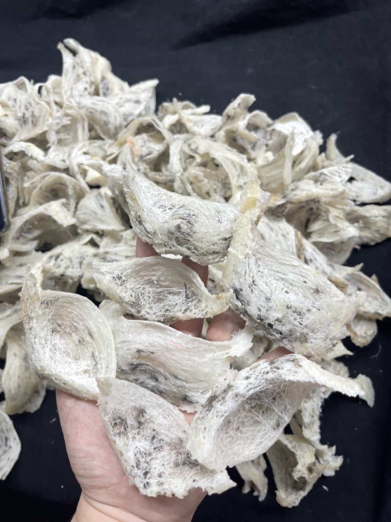 中轻毛燕
