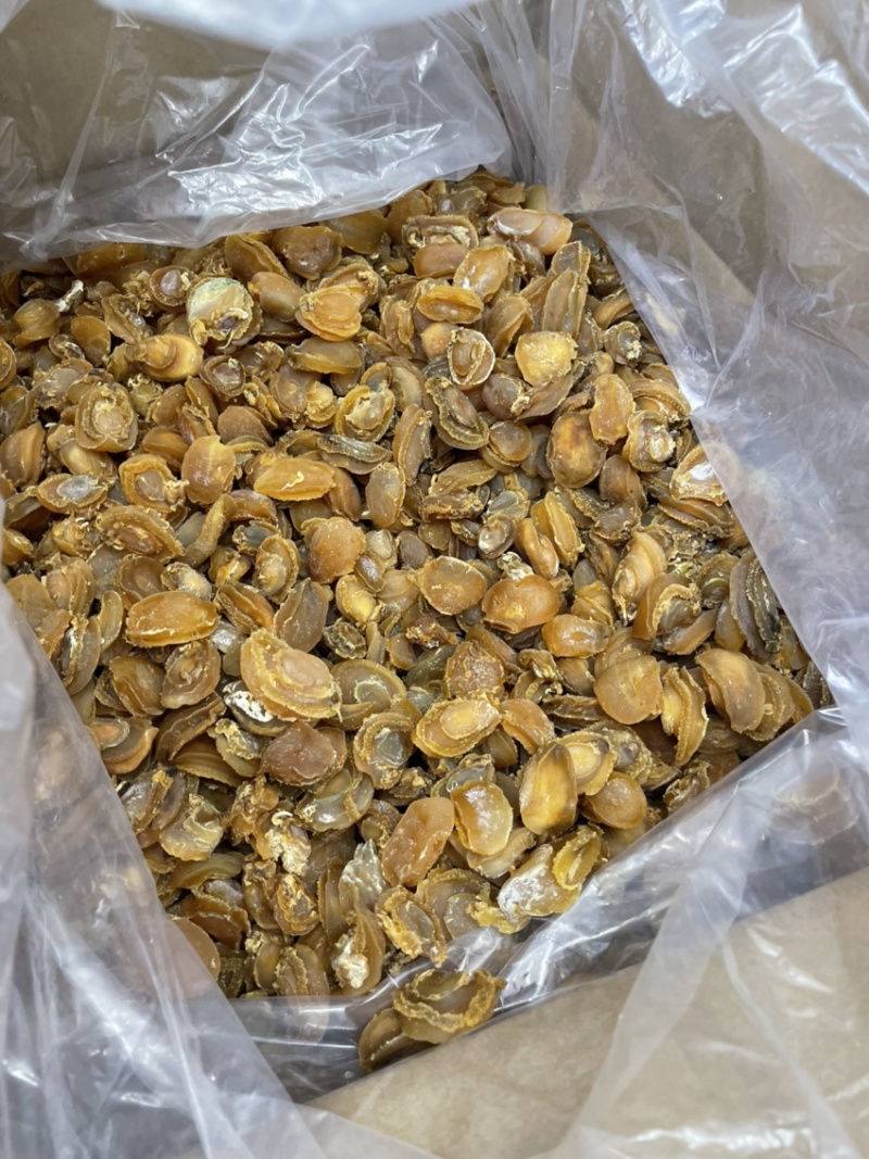 大连鲍鱼