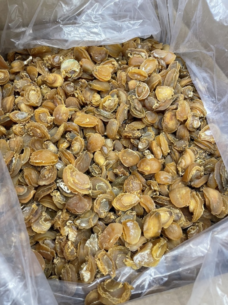 大连鲍鱼