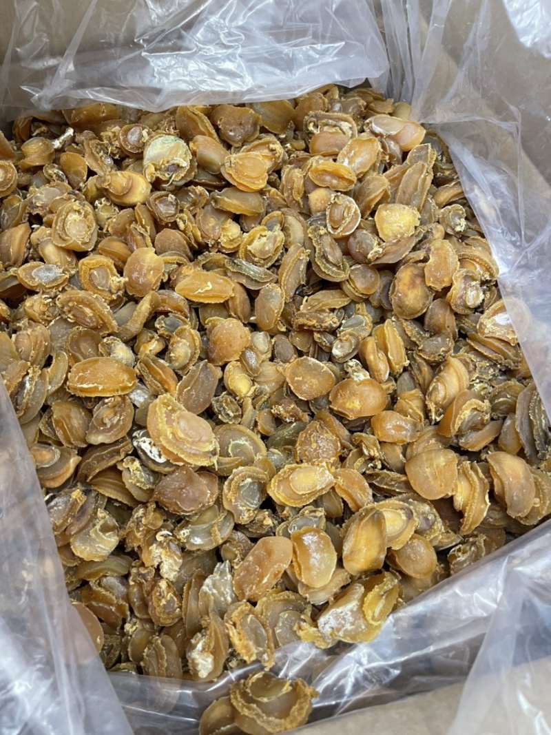 大连鲍鱼