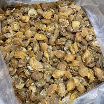 大连鲍鱼