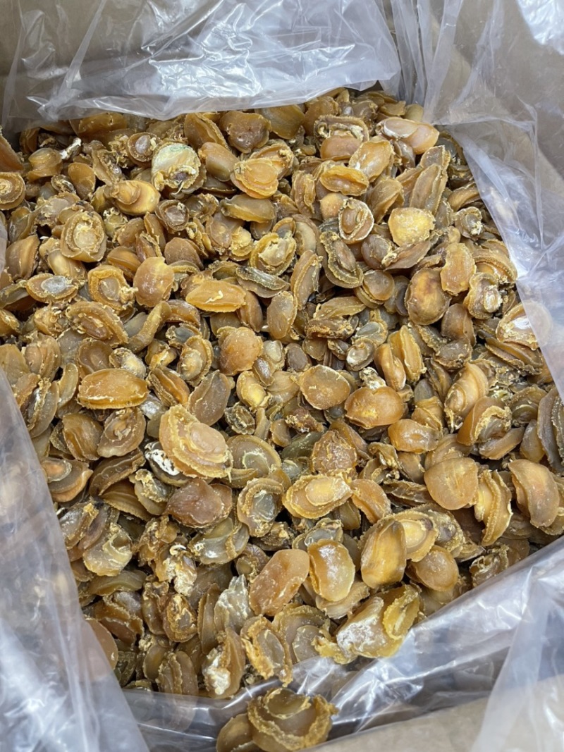 大连鲍鱼