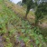 香芋