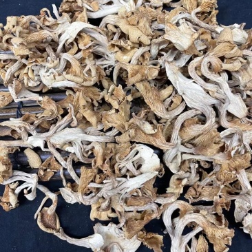 鸡油菌